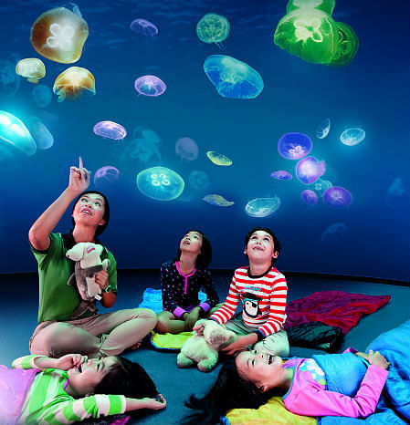Ocean Dreams at S.E.A. Aquarium